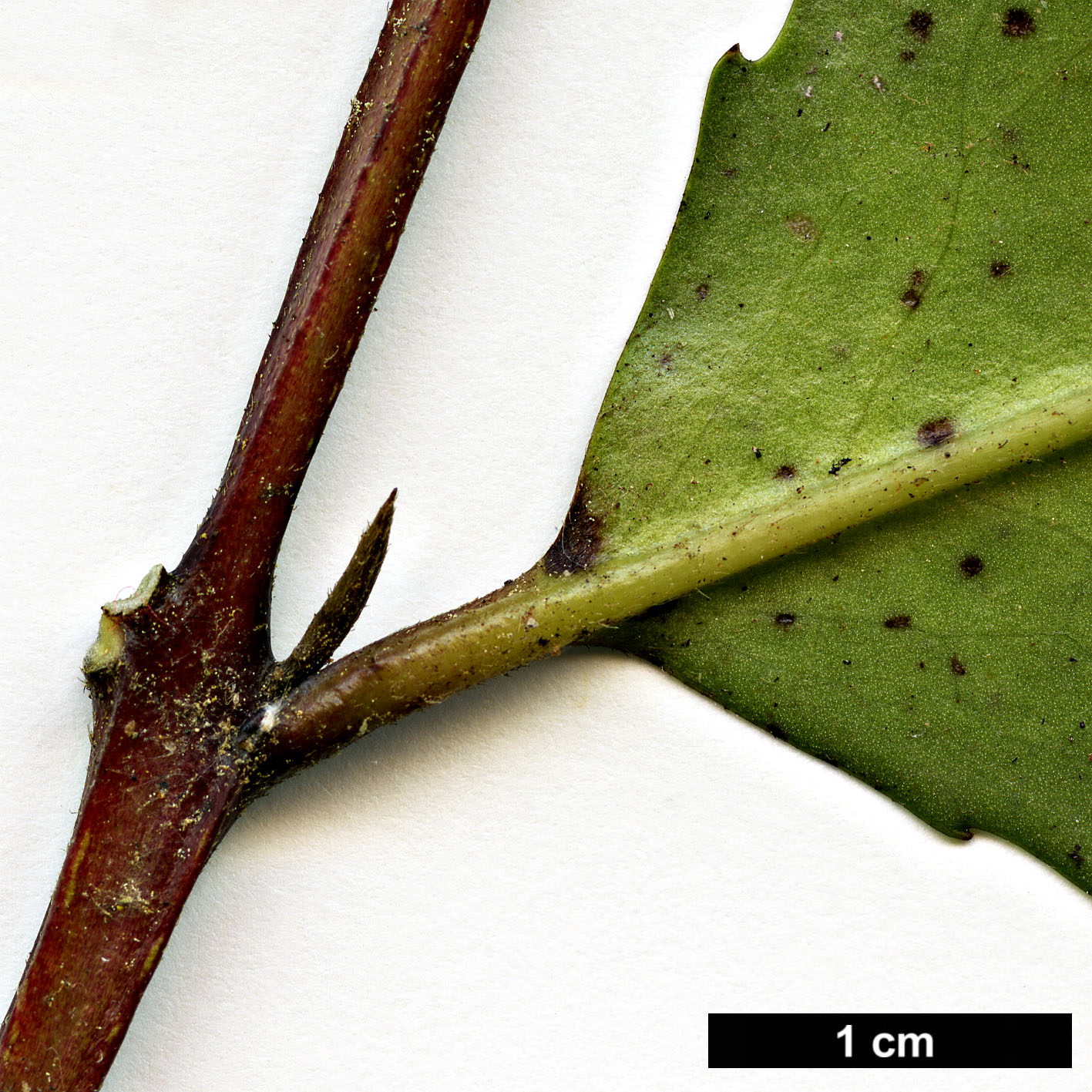 High resolution image: Family: Atherospermataceae - Genus: Laurelia - Taxon: novae-zelandiae